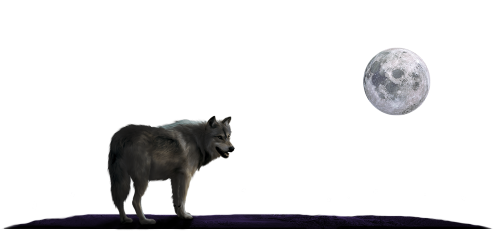 ¡Bienvenidos a Nocturx!